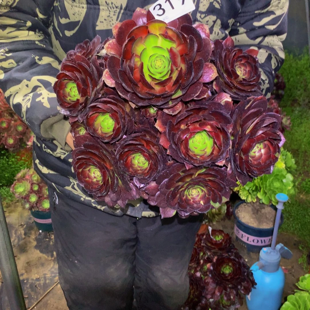 八*后法师多肉植物319