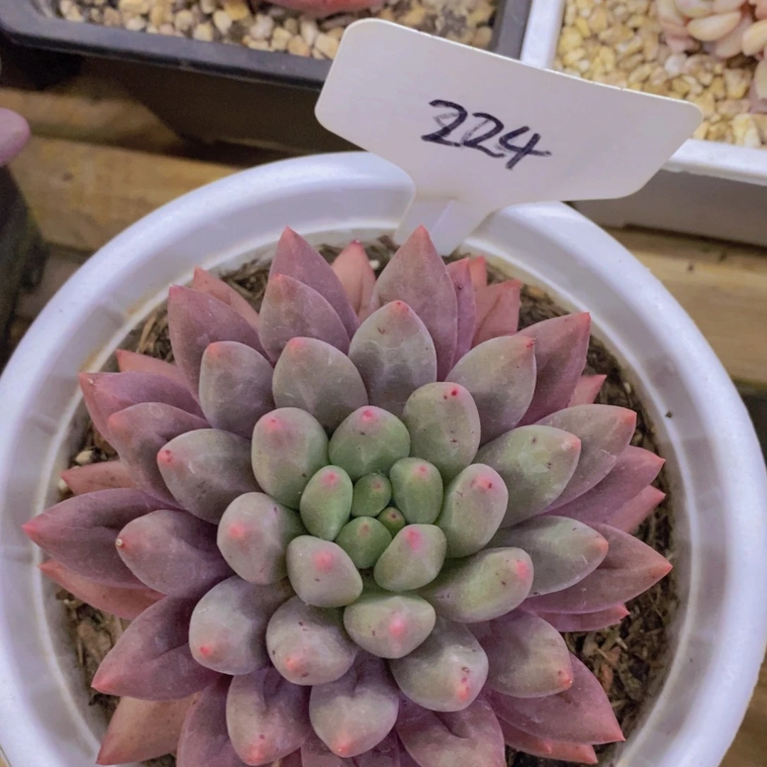 跨年夜，福利专场，一单就包邮，感谢大家