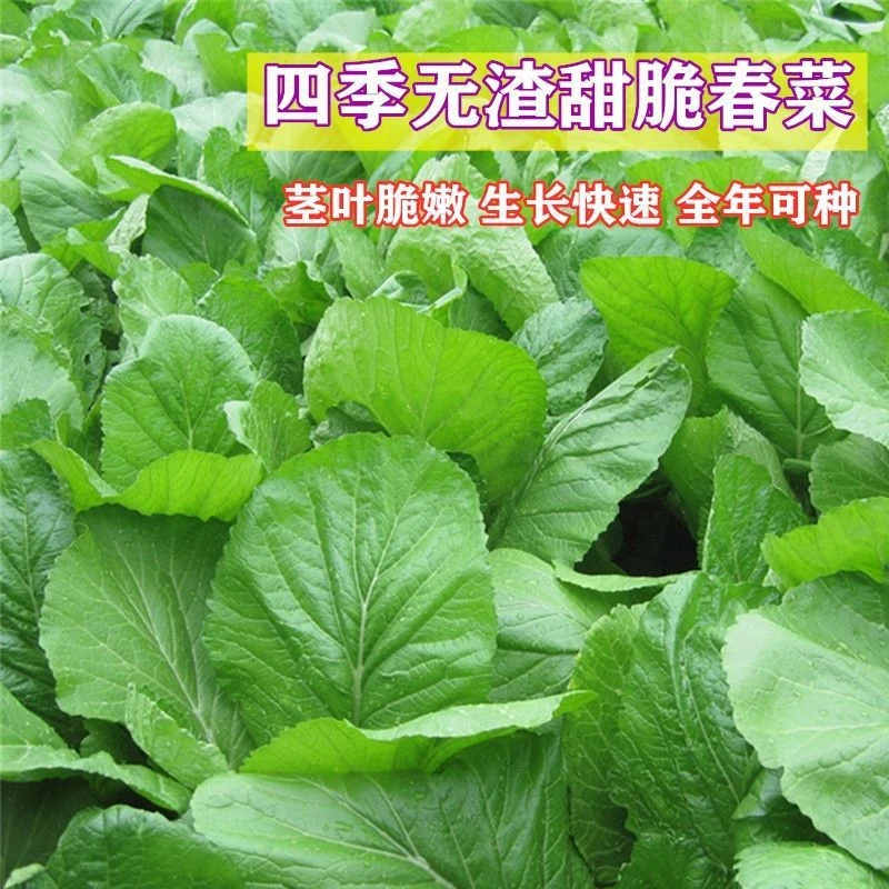 【全店满5包包邮】四季甜春菜种子  耐寒