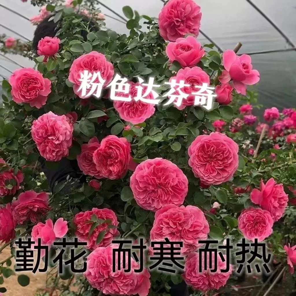 粉色达芬奇爬藤月季拱门花墙围栏地栽盆栽阳台庭院耐寒耐热抗病