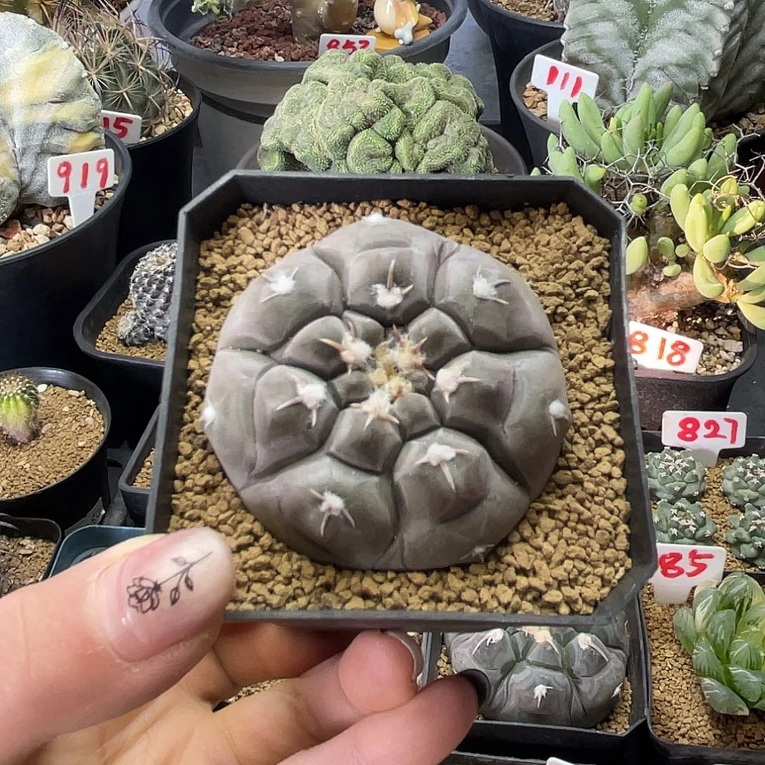 实生龟甲铅皮仙人球多肉