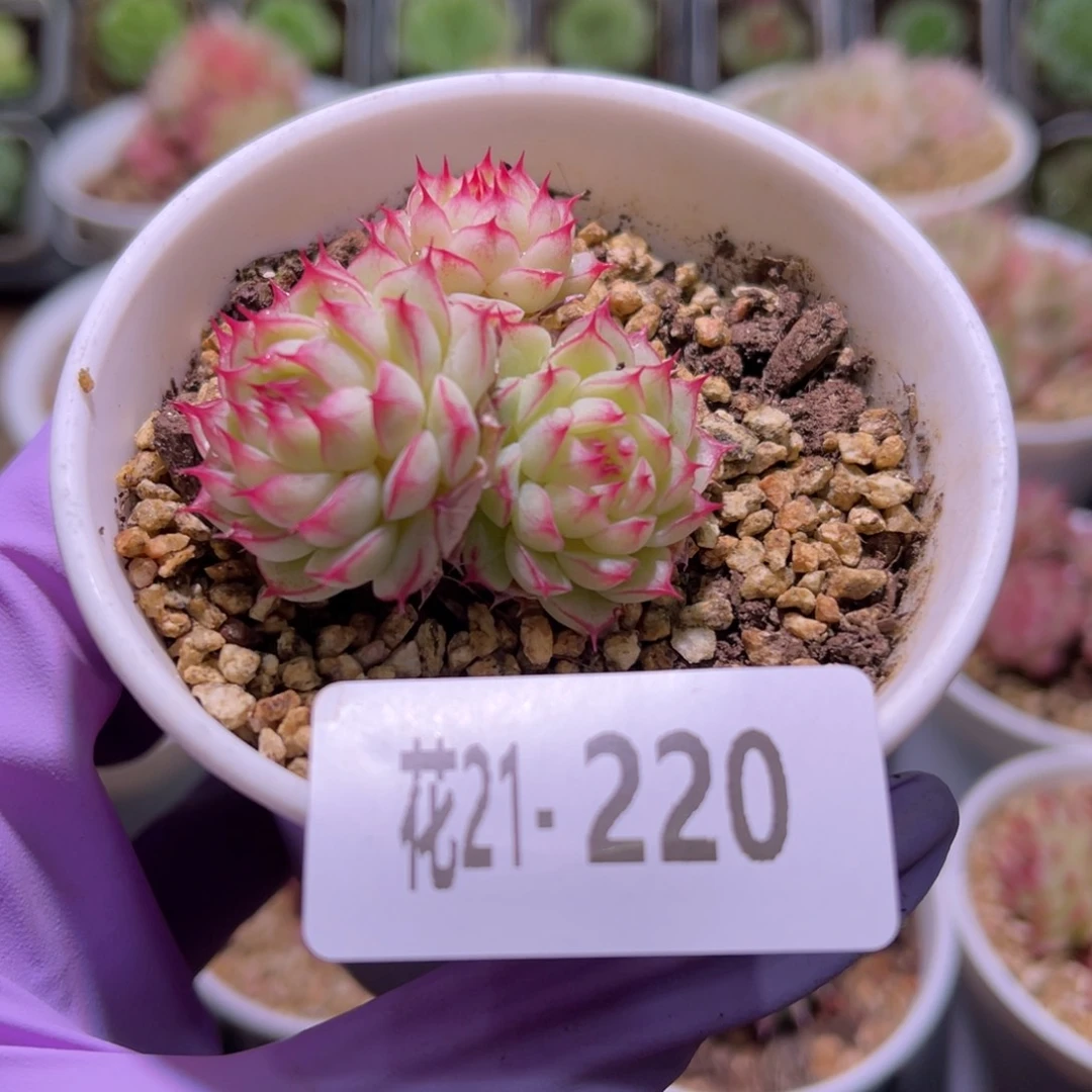 花利美21-220海王