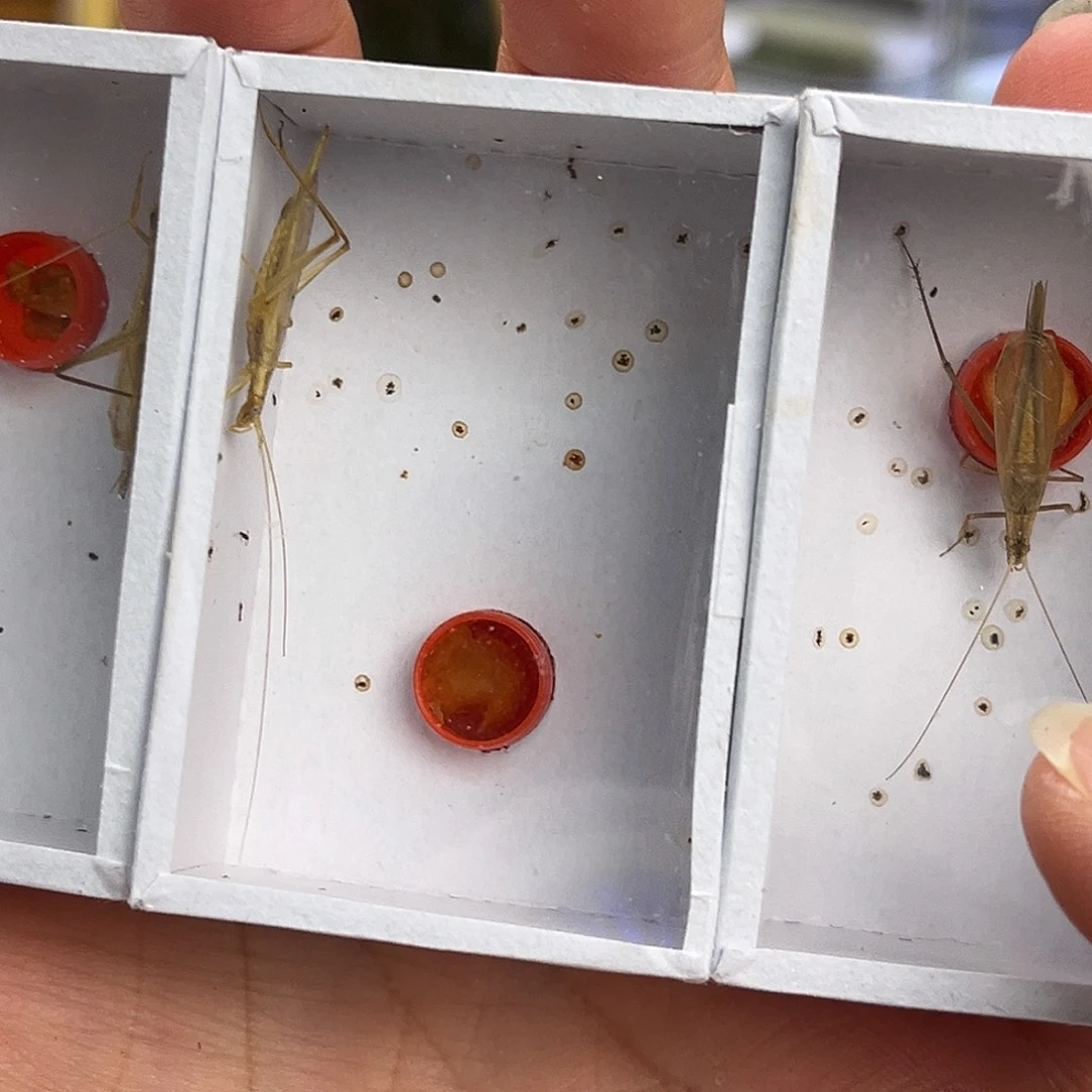 3条柬竹哈哈哈哈哈哈