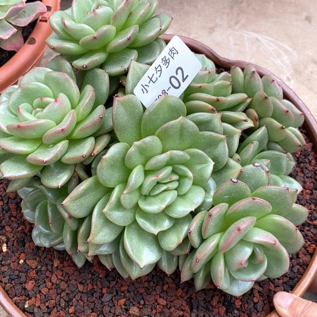 l***y小七夕多肉不知名02