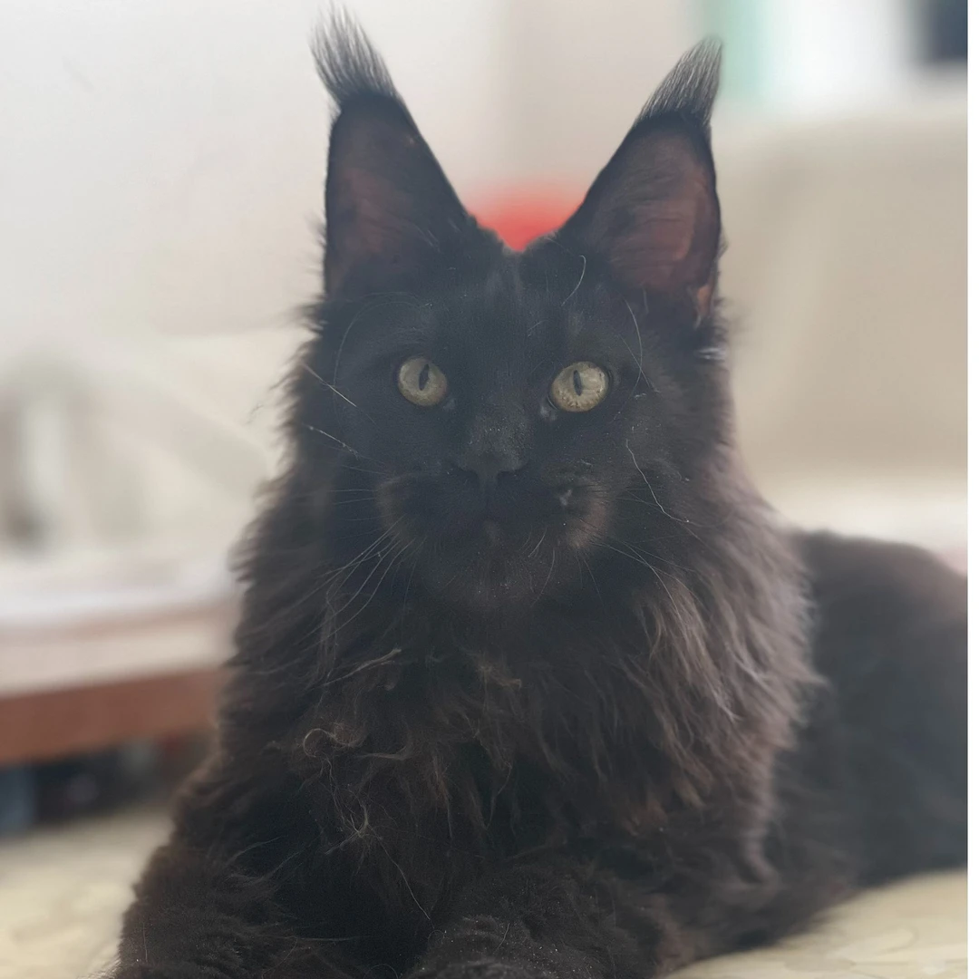 亦达缅因猫直播专卖