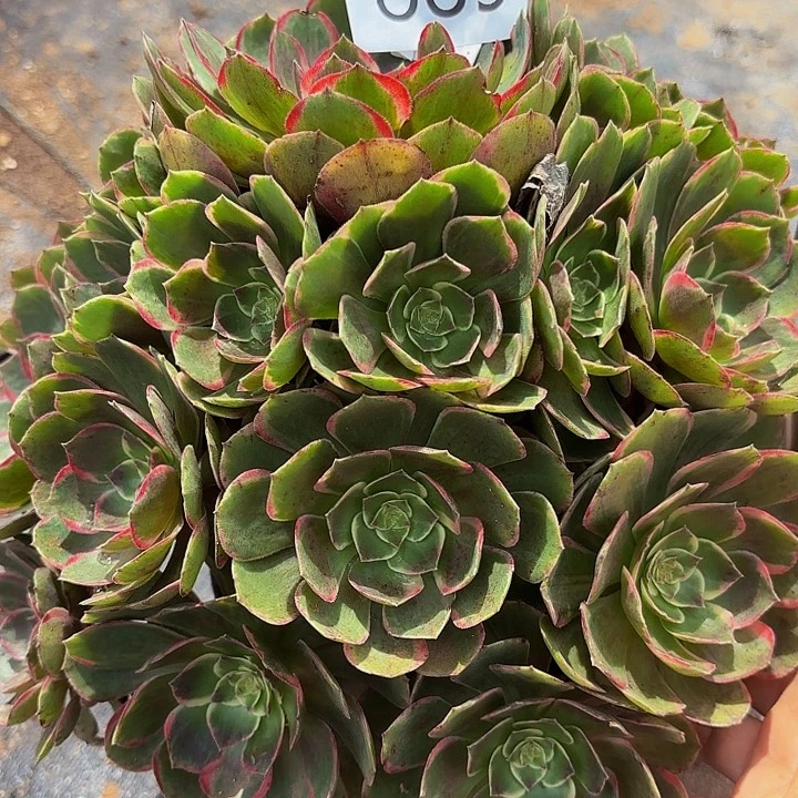 多肉植物福利885个