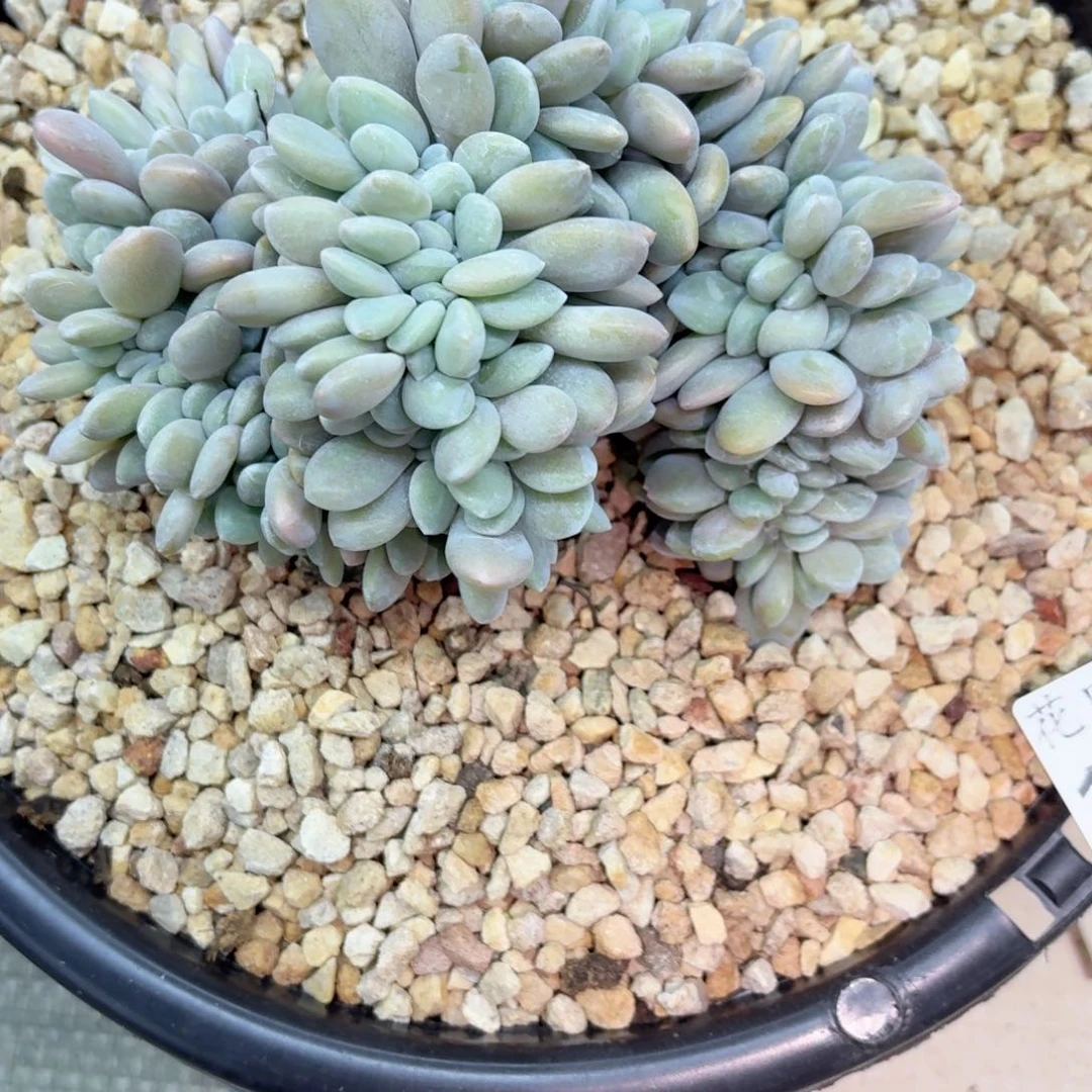 六*12.11粉兔缀化一个