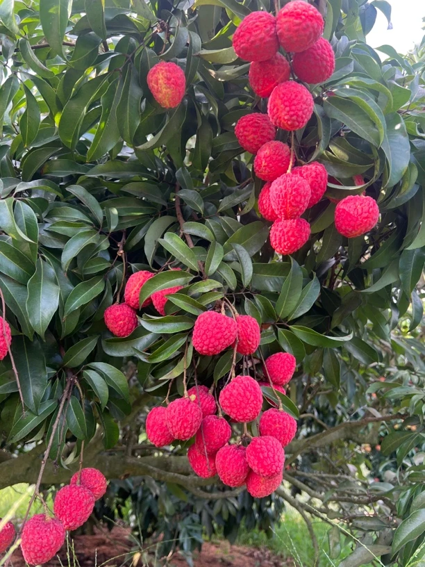 现摘现发当季先进奉荔枝口感鲜甜多仓发货