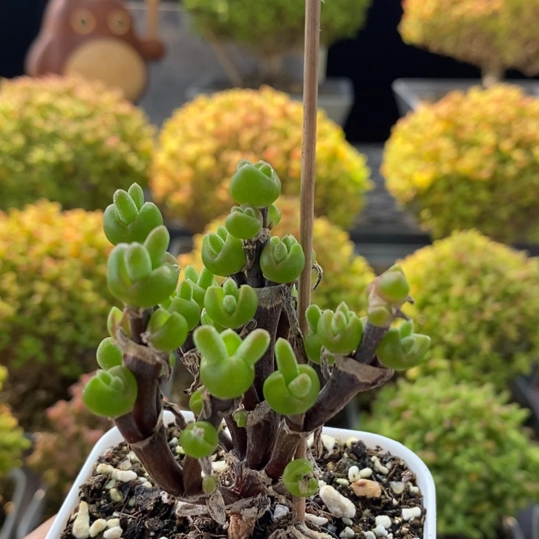 枝干兔子0507枝干番杏