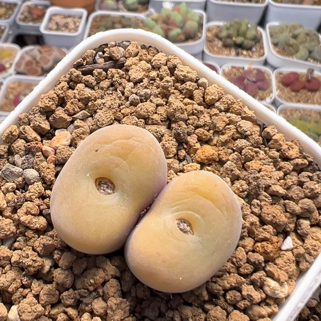 李**球36多肉植物百科知识