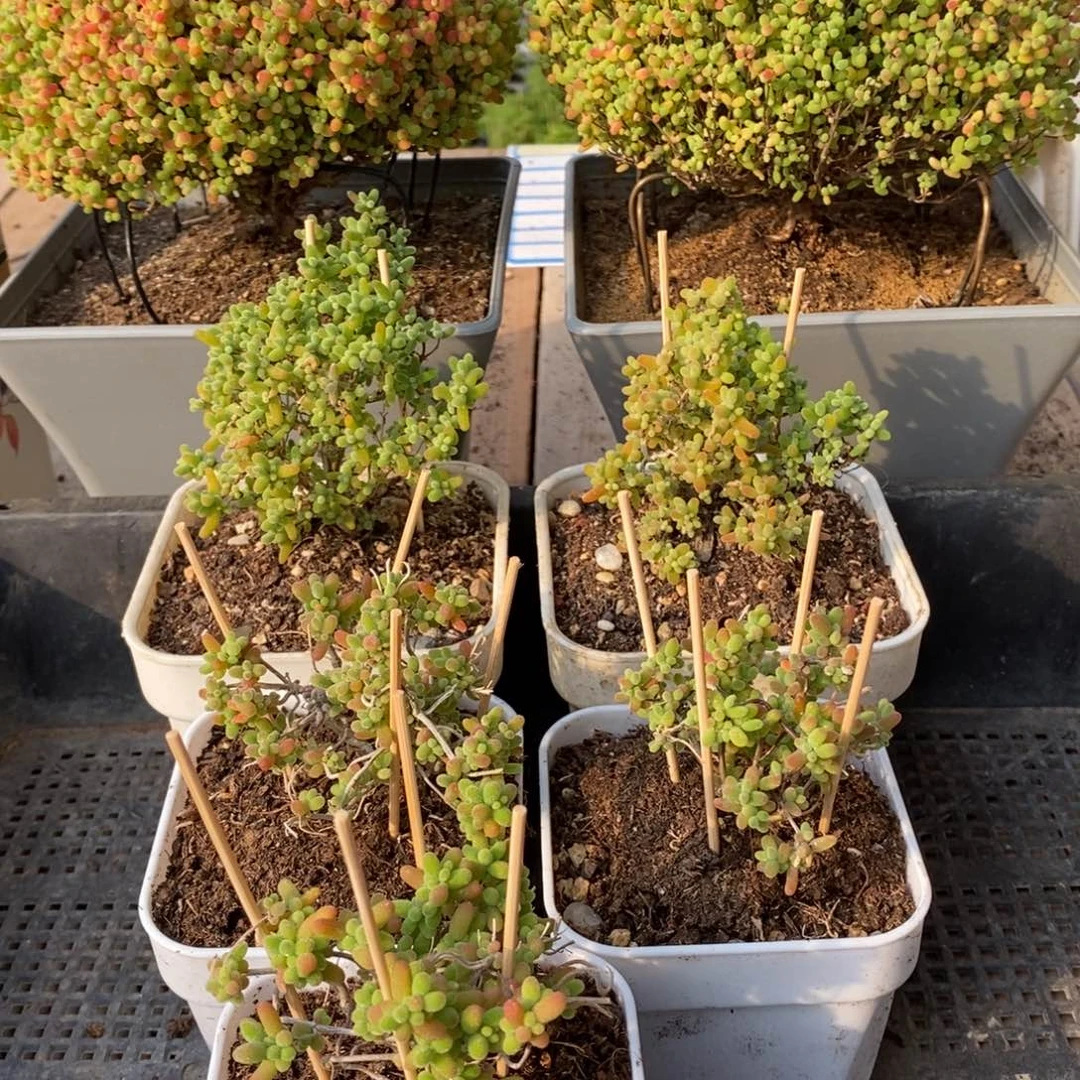 枝干番杏多肉植物266