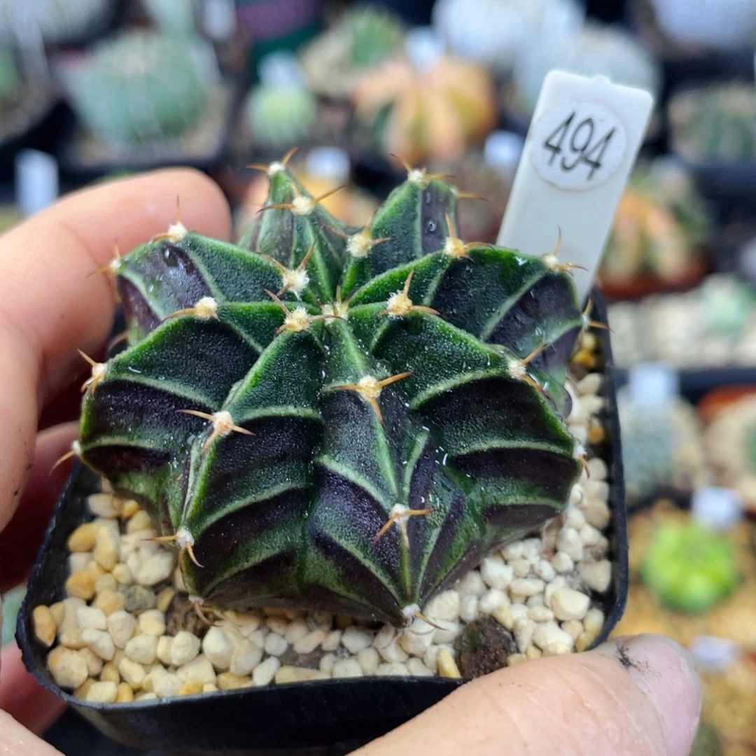 盆5公分满25包邮裸根发货