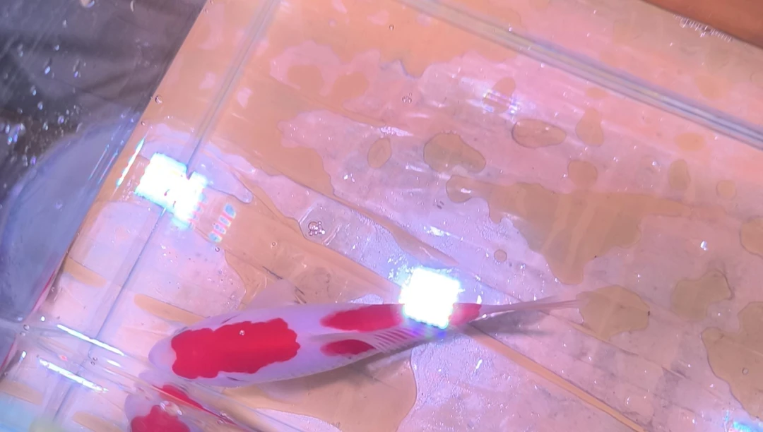 金鱼品相自鉴全场包邮