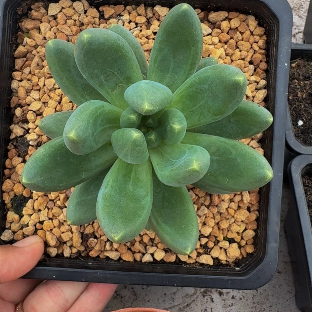 迷雾森林 单头 一物一拍