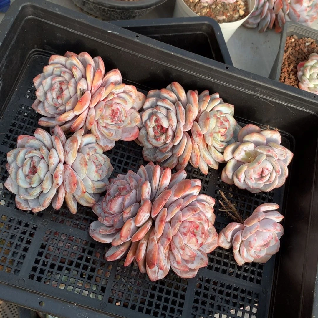 哈哈哈哈哈哈哈哈