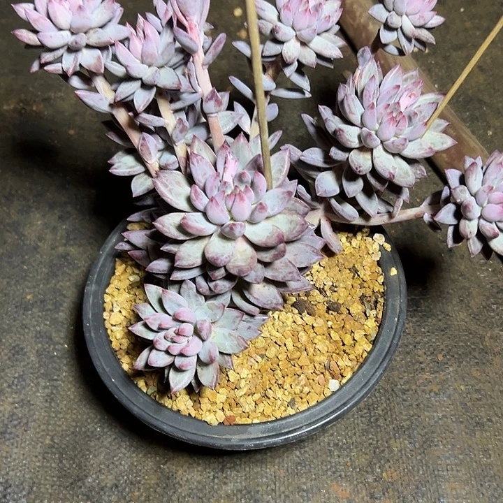 虞美人群生多头多肉