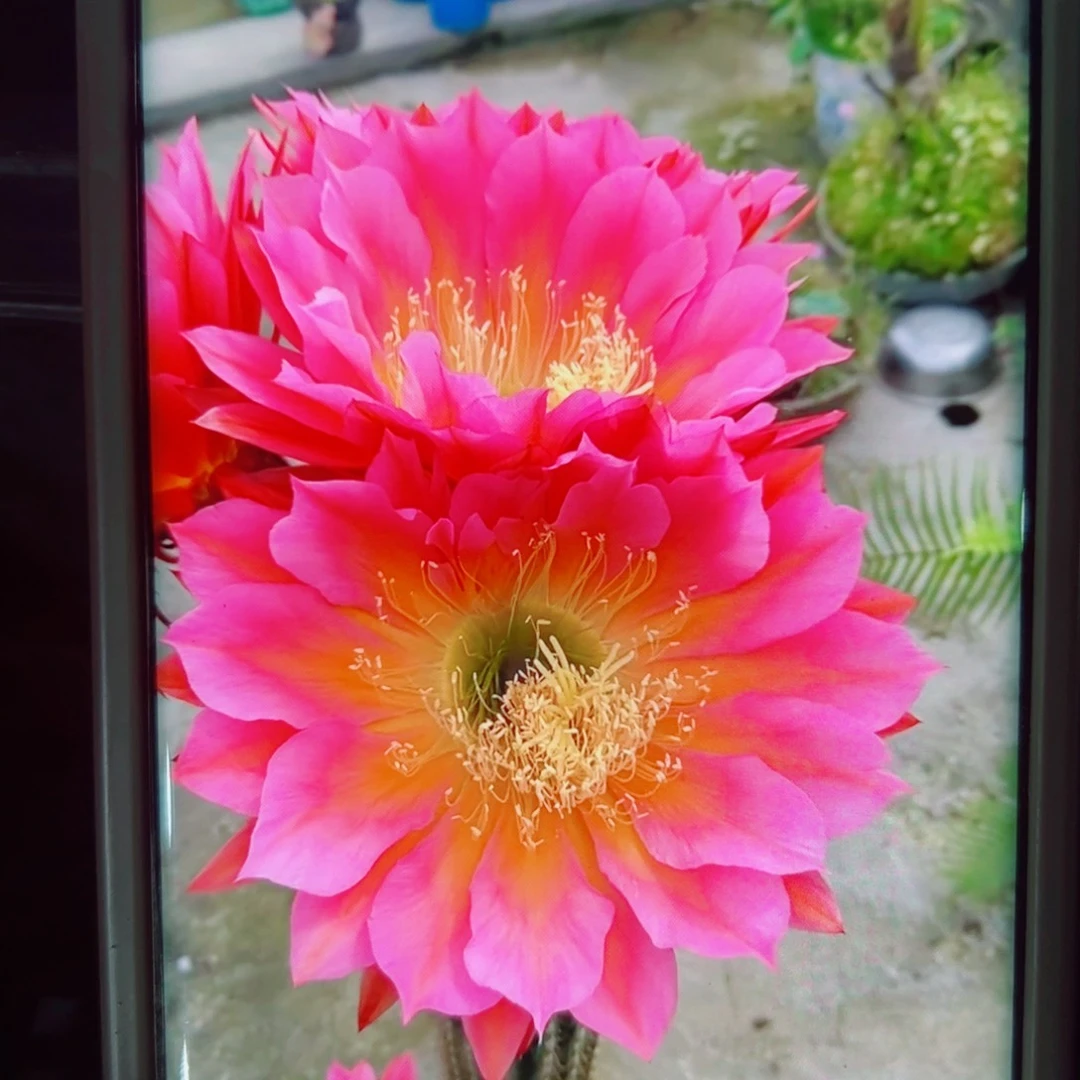 下74毛飞碟歪无根侧芽5公分左右20包邮