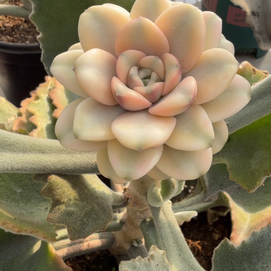 白葡萄多头 安吉园艺