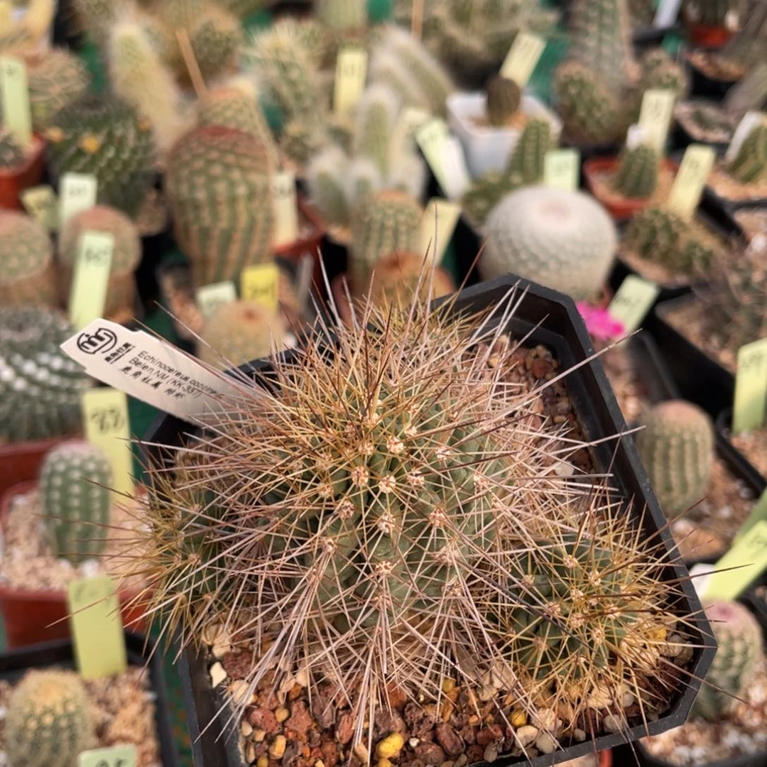 鹿角柱实生仙人球绯虾
