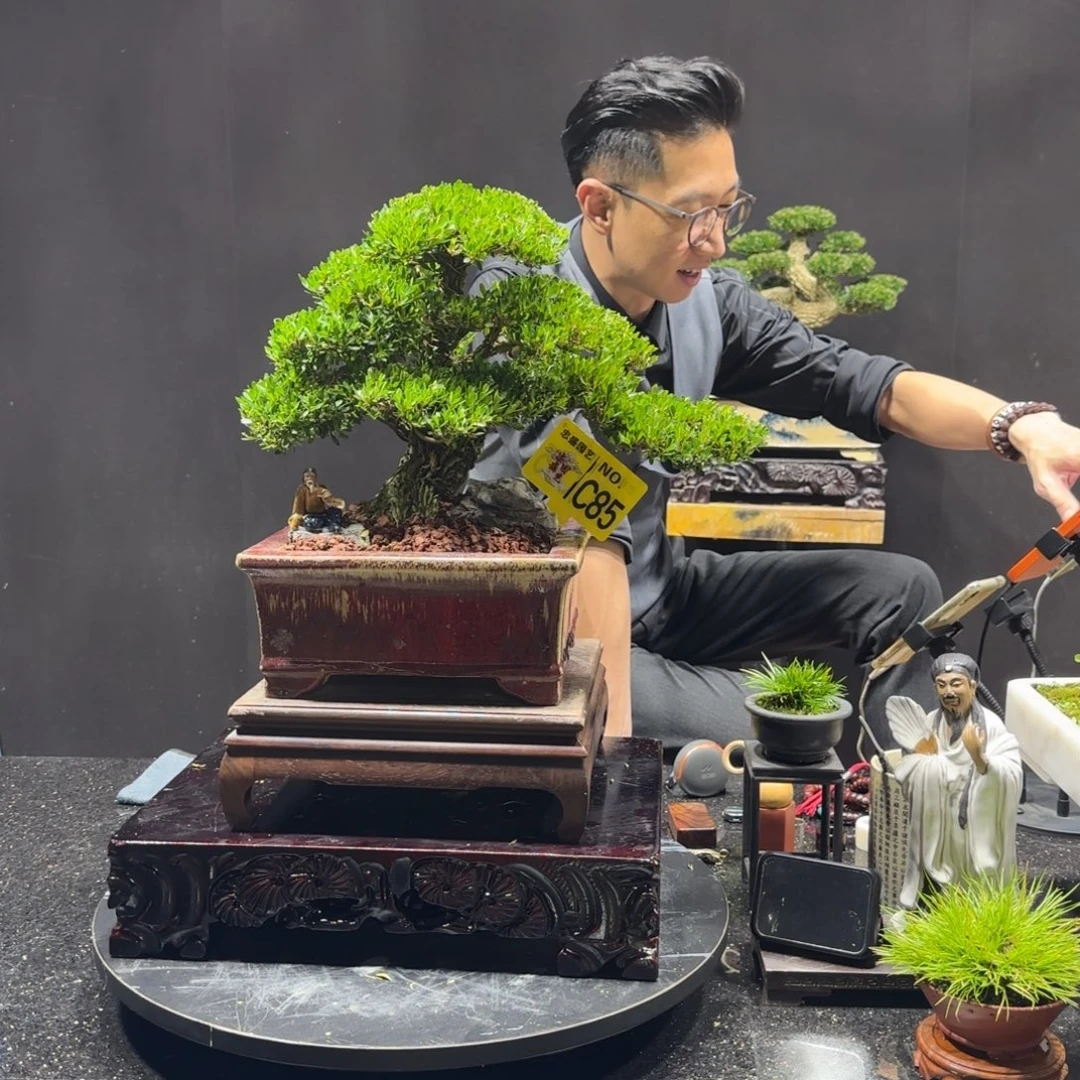以实际为准黄杨室内室外盆景艺术