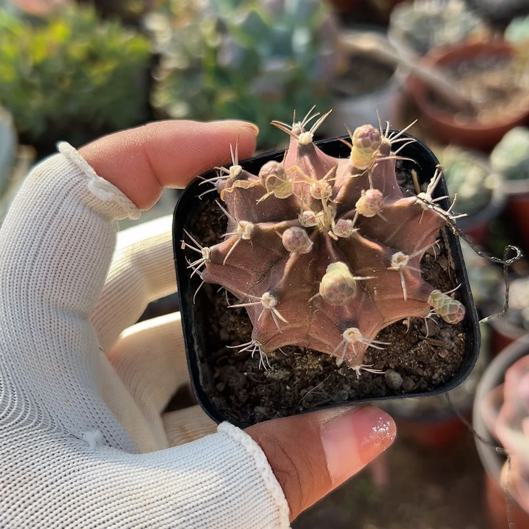 多肉植物肋骨牡丹