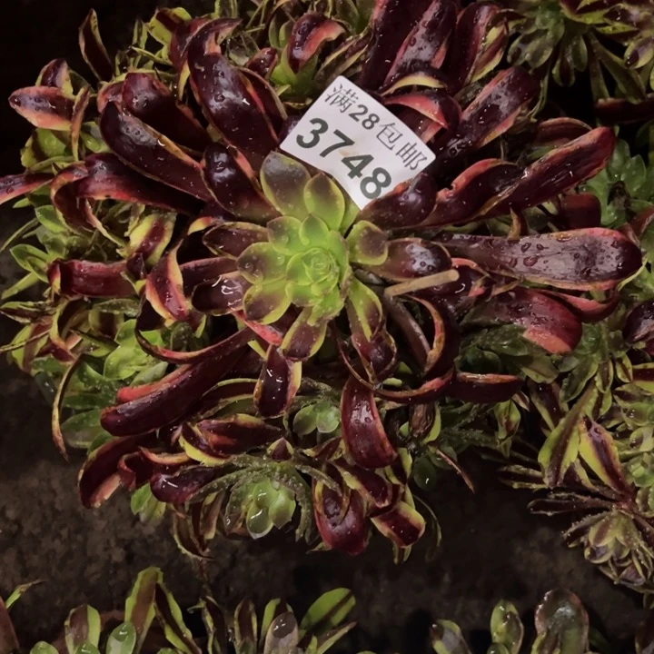 3748南欧嘉莉多肉植物