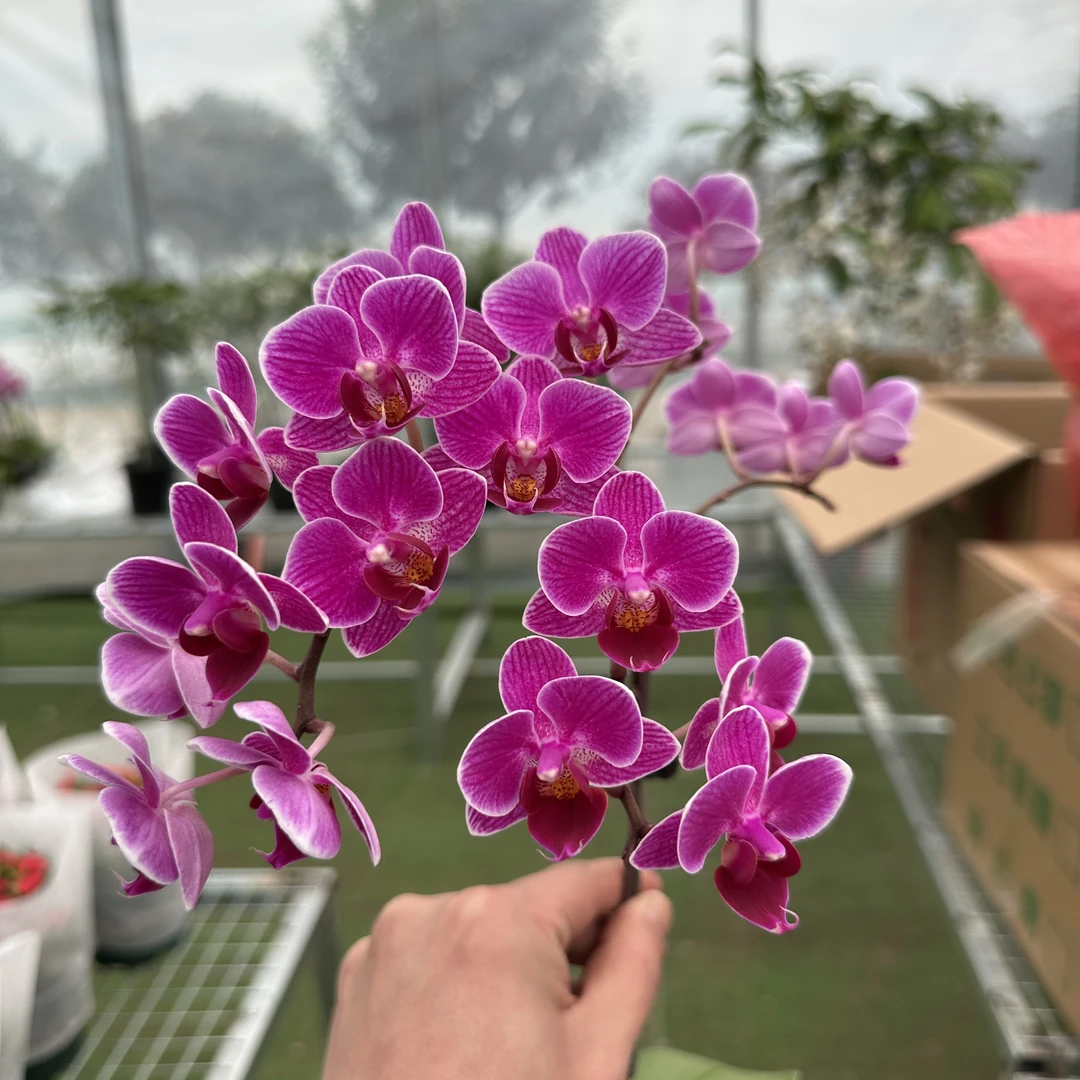 蝴蝶兰《美人鱼》王大拿阳台桌面盆栽花卉