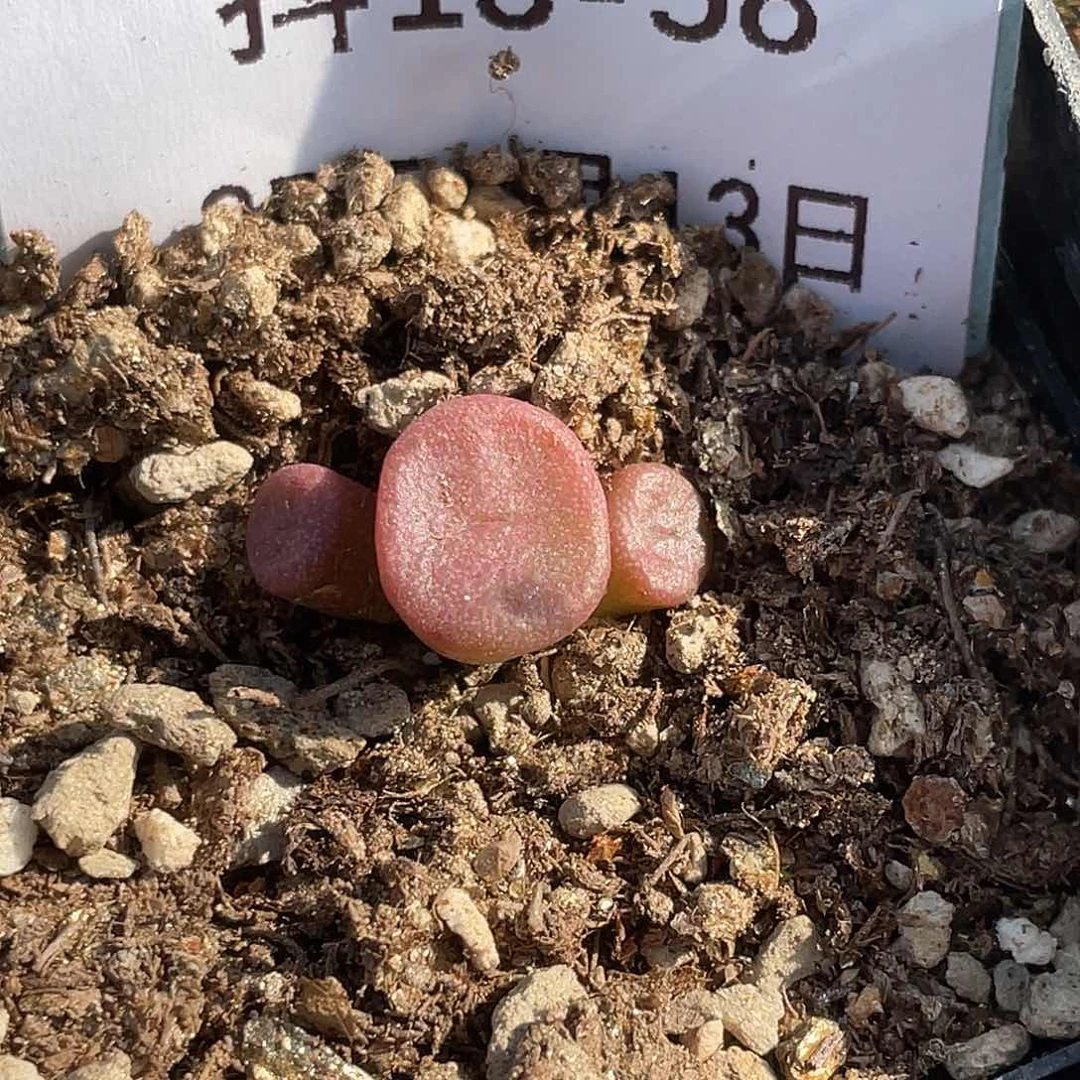 13-58猪鼻子多肉植物