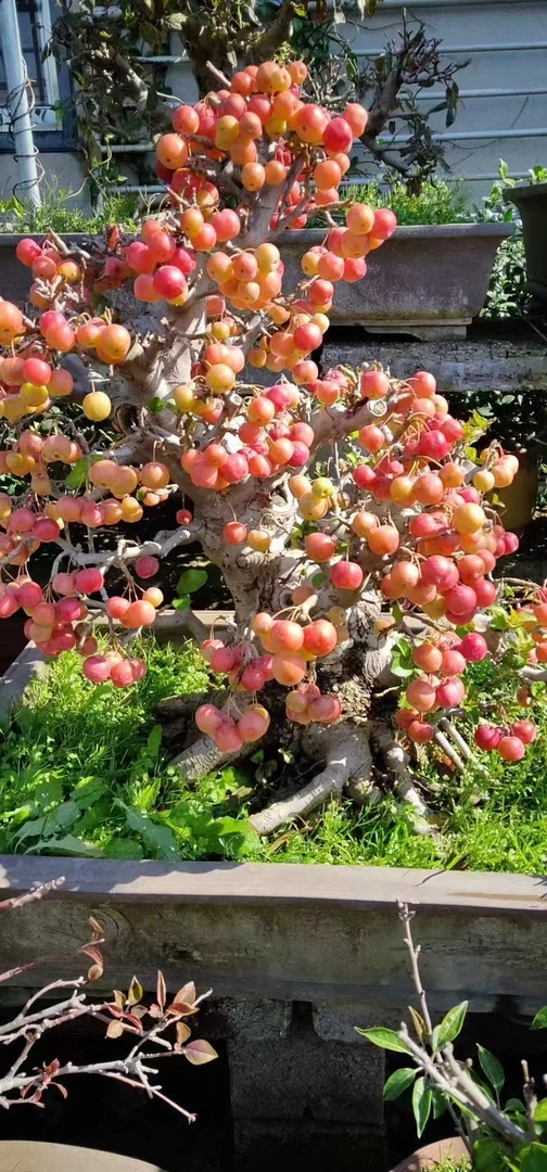 海棠盆景 白兰地 炫丽 冬红果
