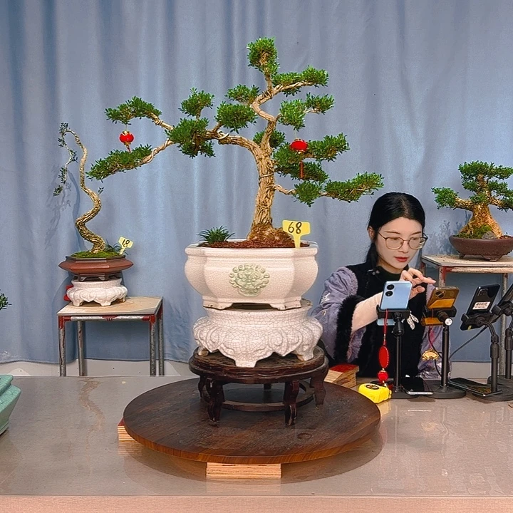 无花朵广东皱皮雀舌黄杨