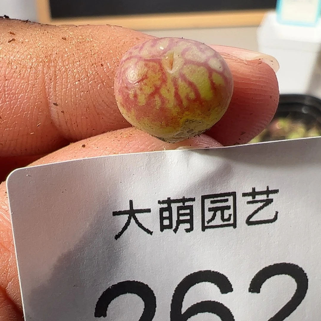 0000262 一物一拍……