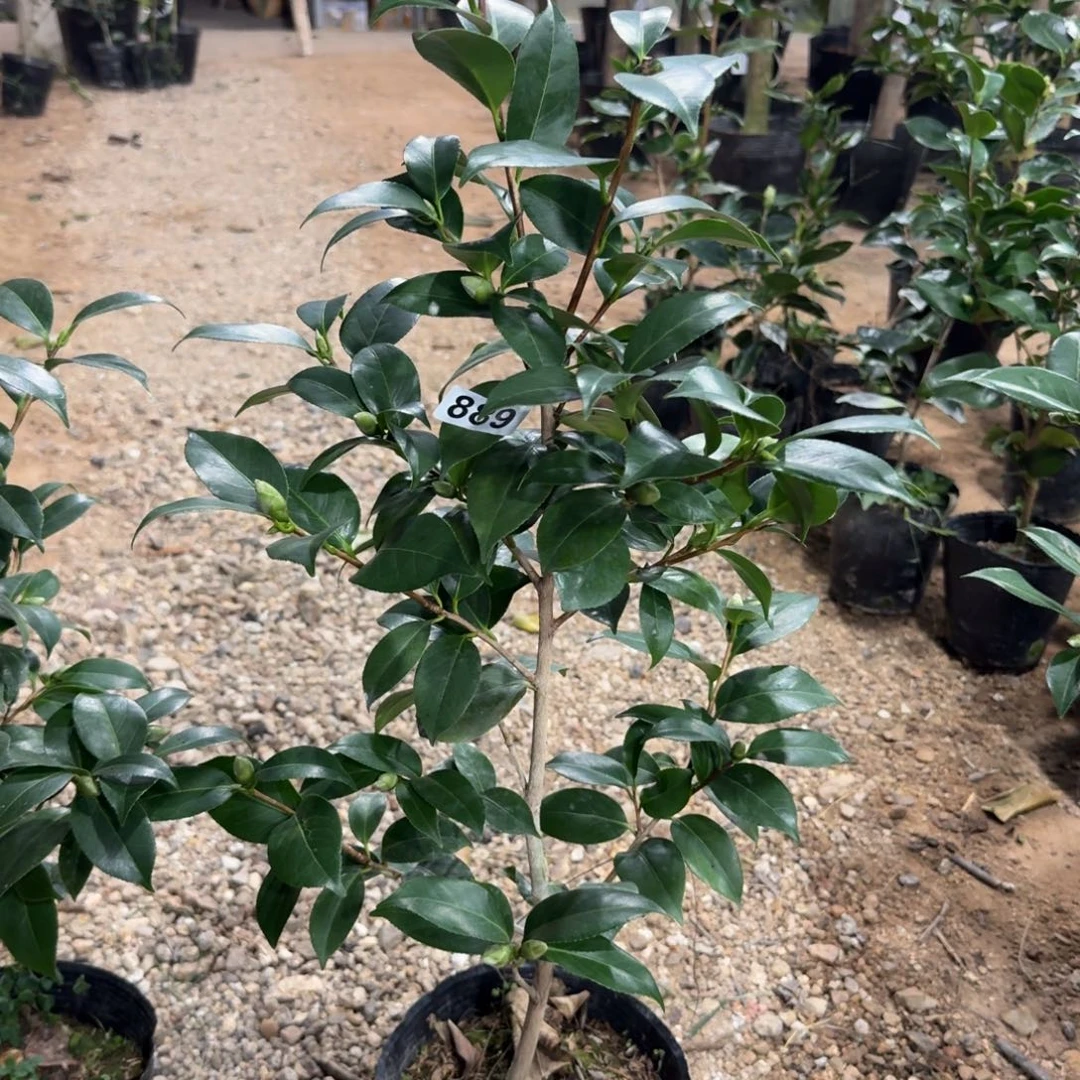 少量花朵（建议范围：2朵-5朵 或40%以下）889友之浦