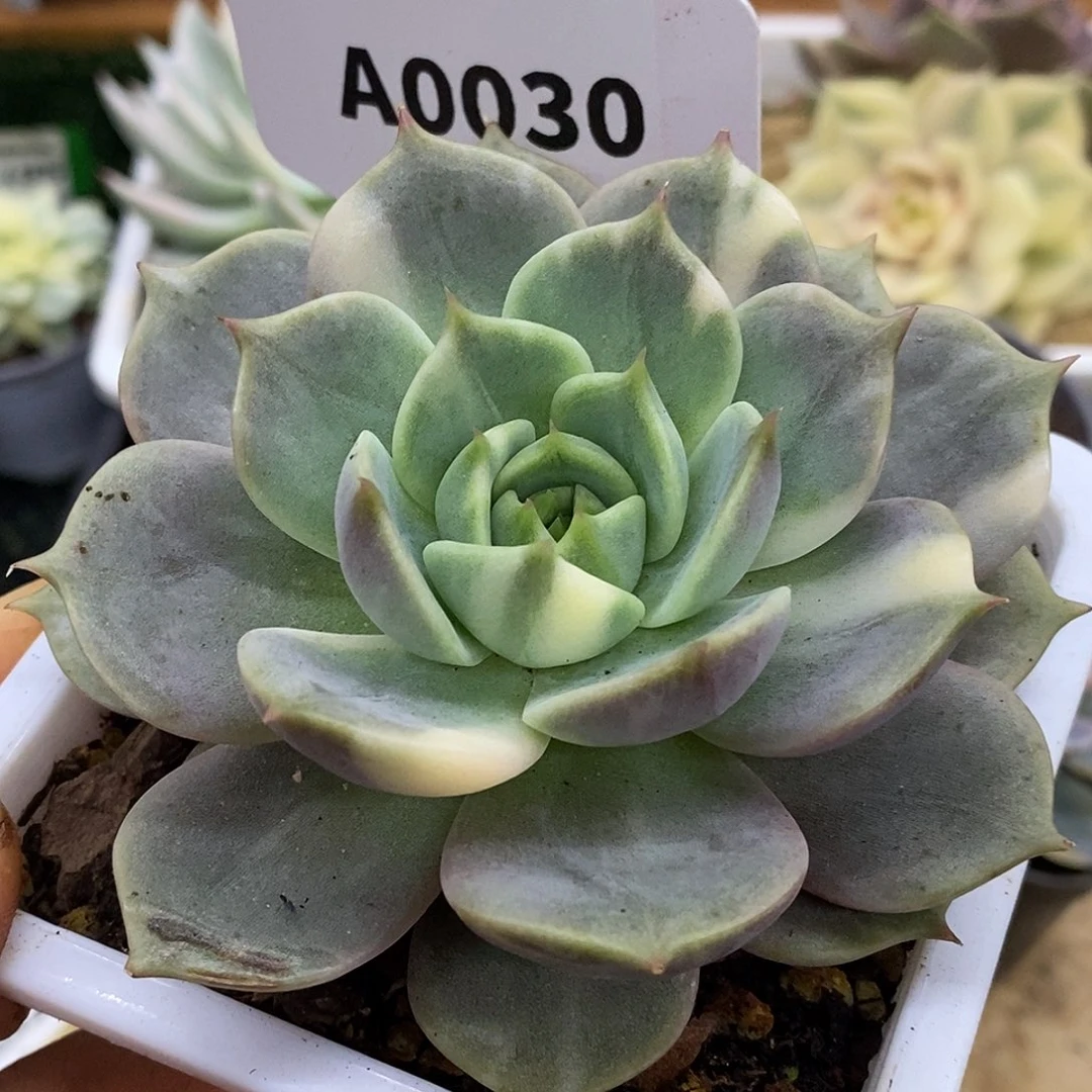 30花脸贝加尔湖哈哈哈哈哈