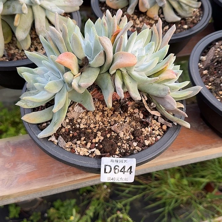 人**善拇指仙女杯多肉植物