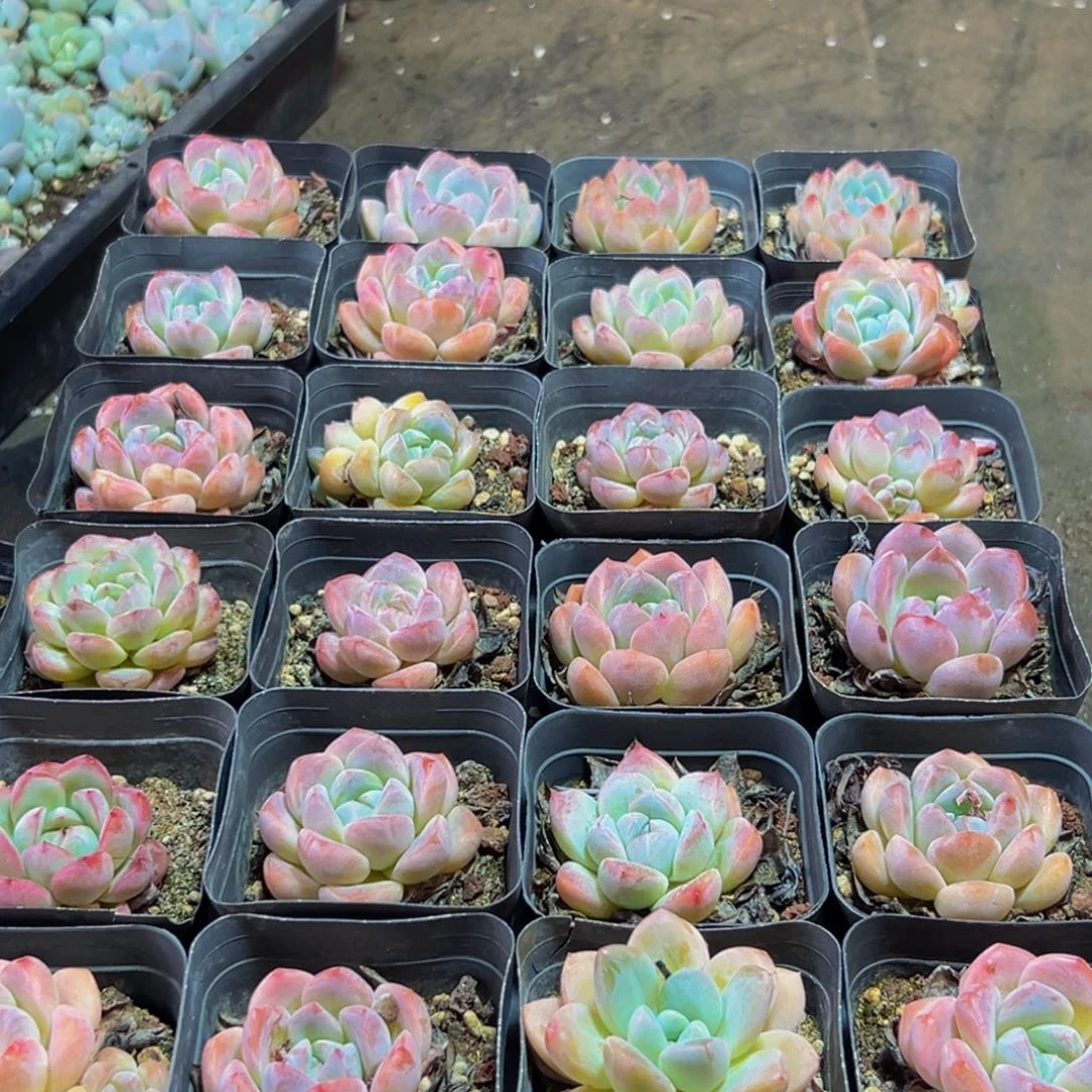 884多肉的小龙虾和一只