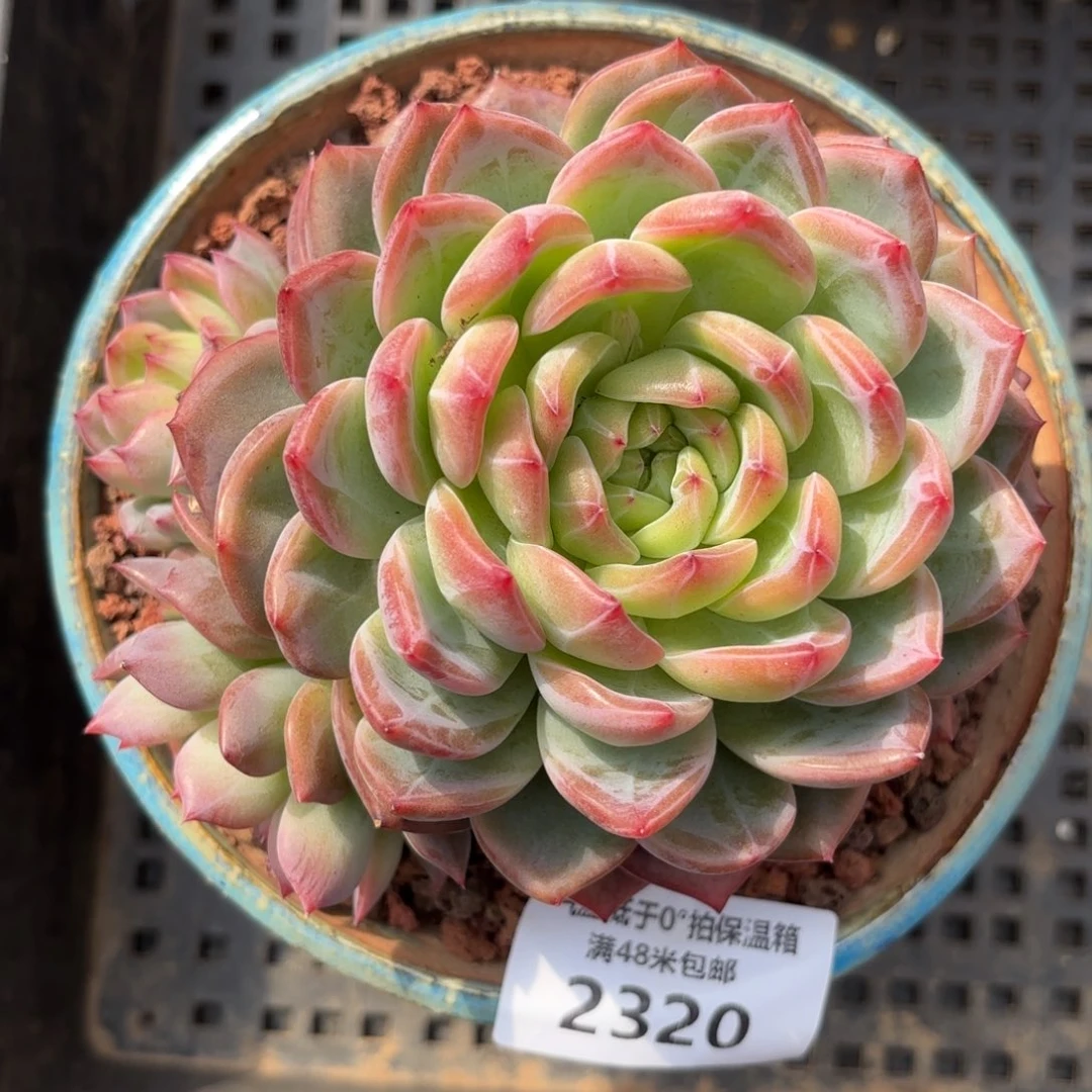 有****望2320红鸾多肉