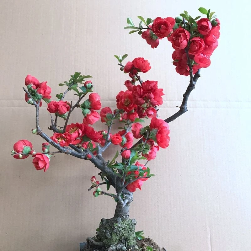 长寿冠海棠盆栽盆景梅花树桩重瓣红花海棠花红梅树苗耐寒植物