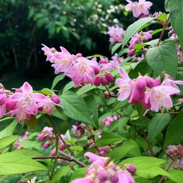 溲疏花粉色草莓田阳台花卉盆栽庭院耐寒好养花带花苞