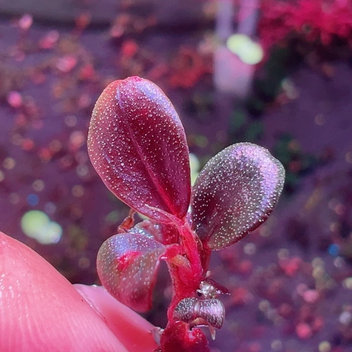 福利28号福利价植物一头