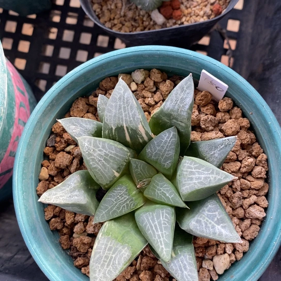 一颗实生大克锦。