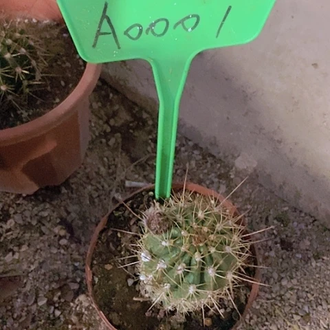 轉***愛仙人掌沃里茨A0001