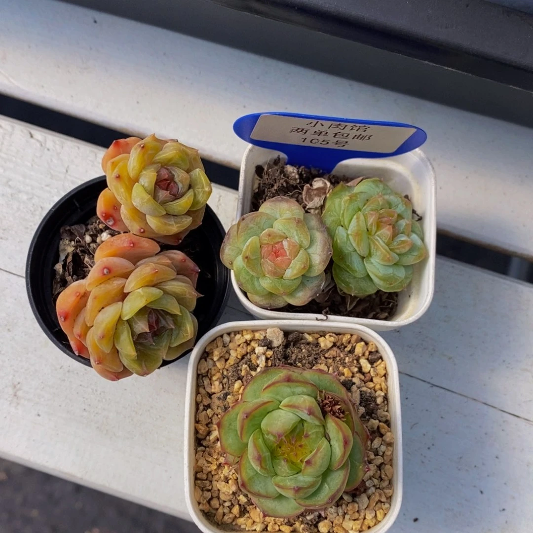 105-精品美肉三个