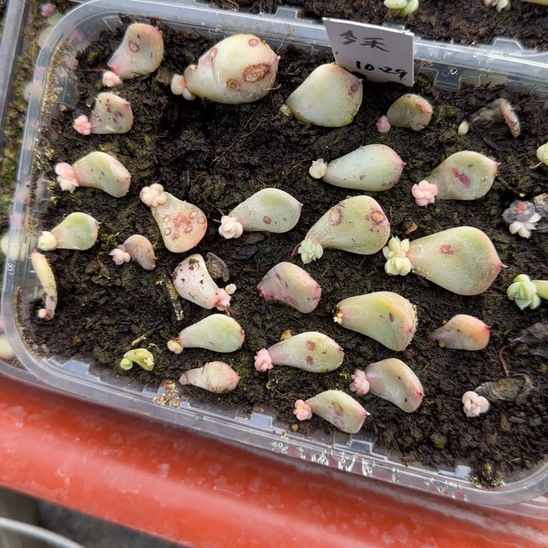 3个今禾芝麻穴满25包邮