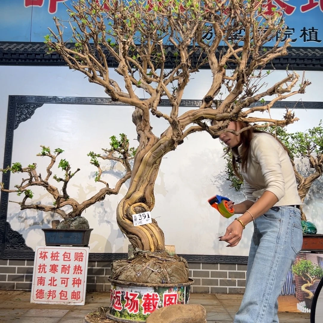 完全开放金银花89899889888