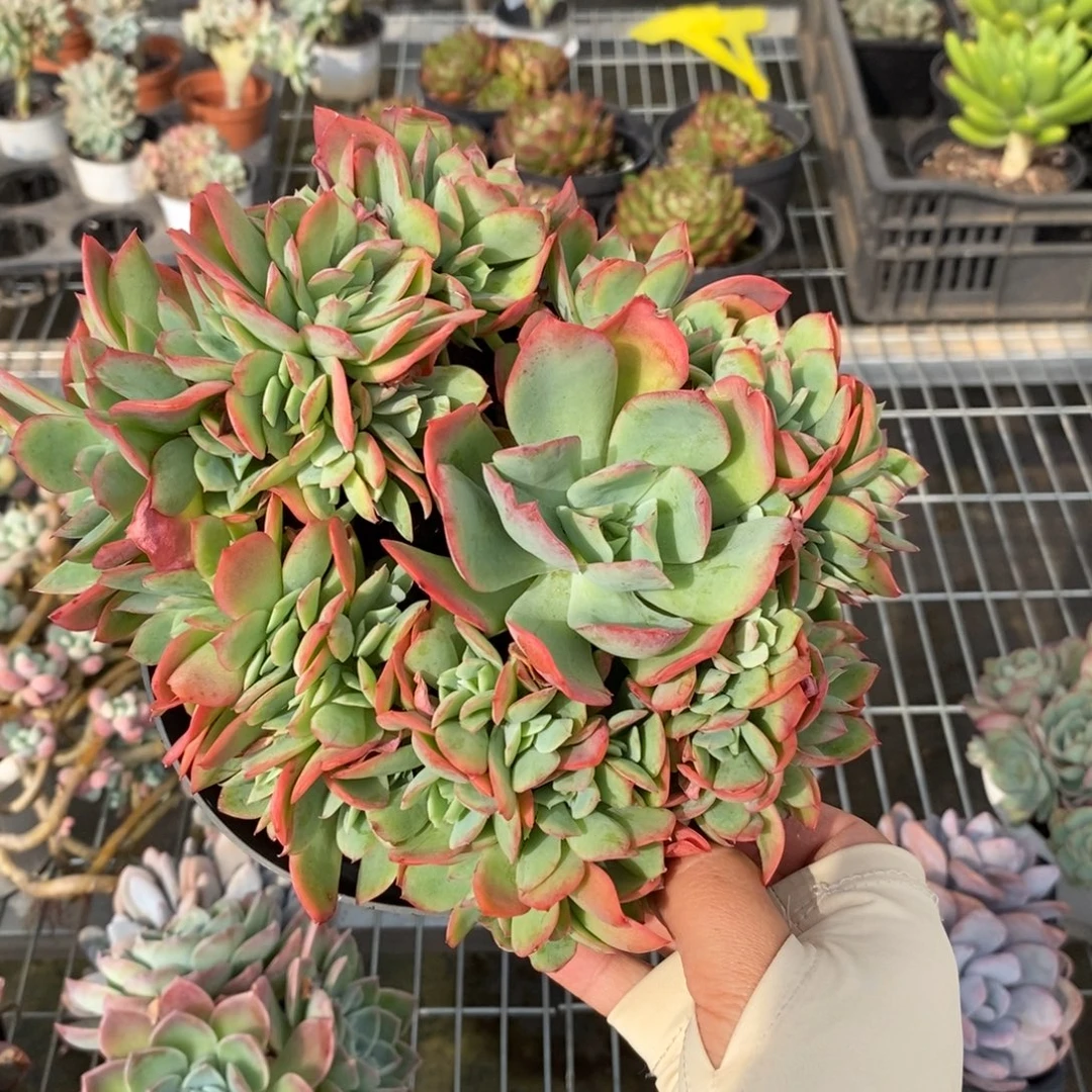 6828绮罗仙子朵朵缀化一物一拍