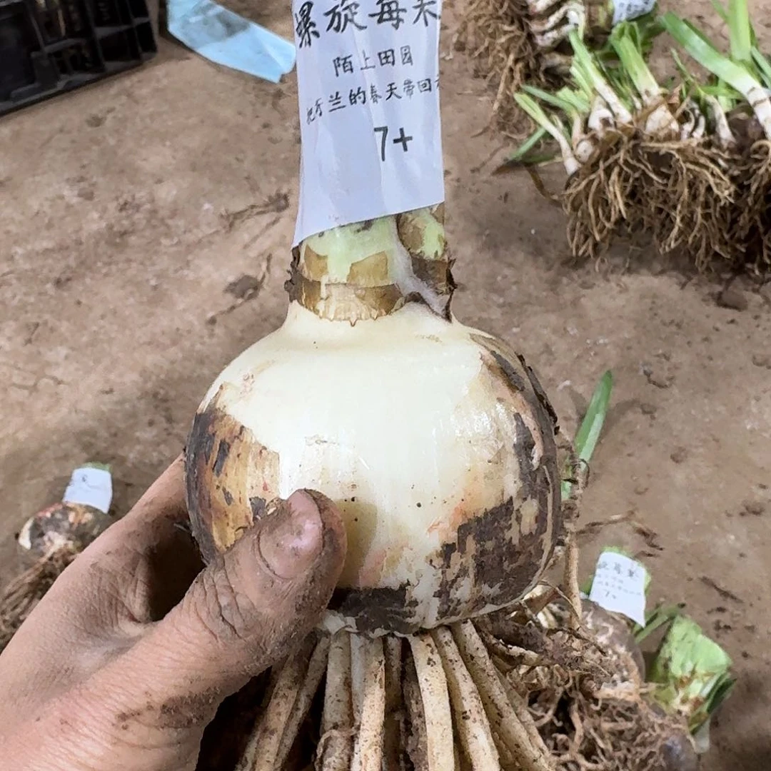 螺旋莓果开花球7+发发发