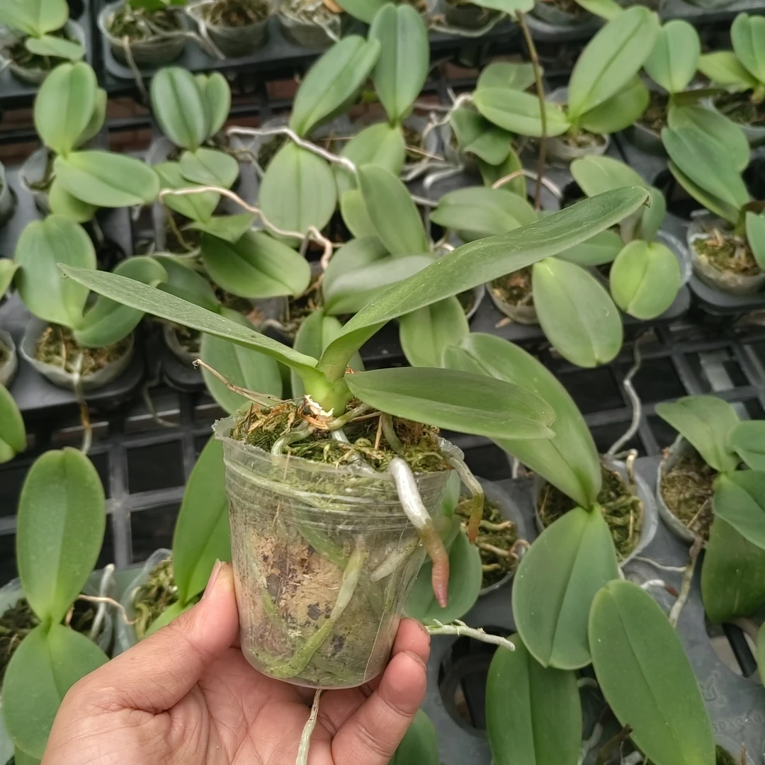 2.5 寸杯蝴蝶兰苗4株（辣椒2棵，安娜2棵）基地直发好养活