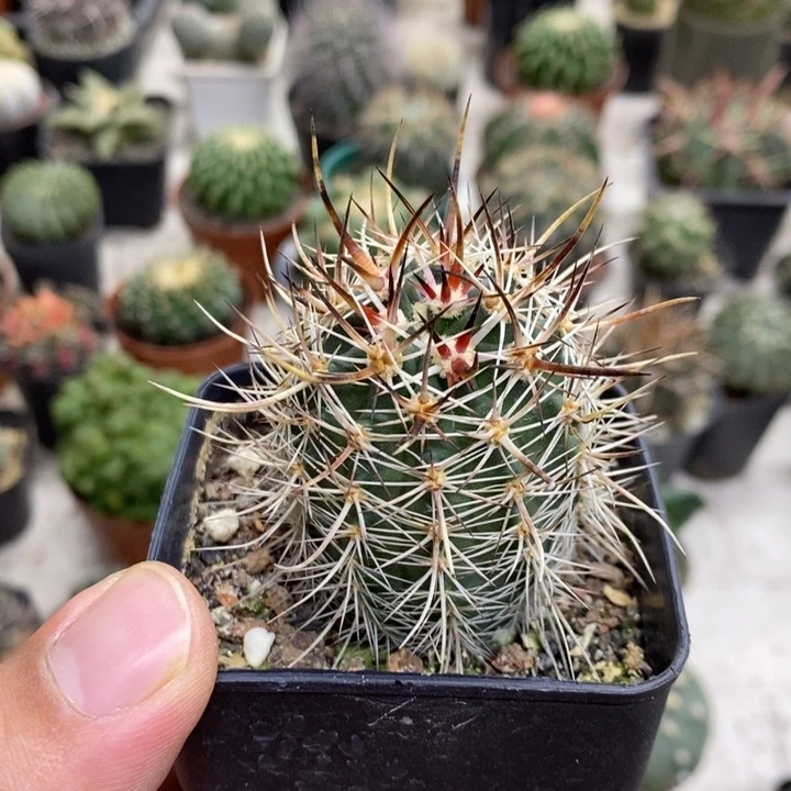 实生幻虾特价福利