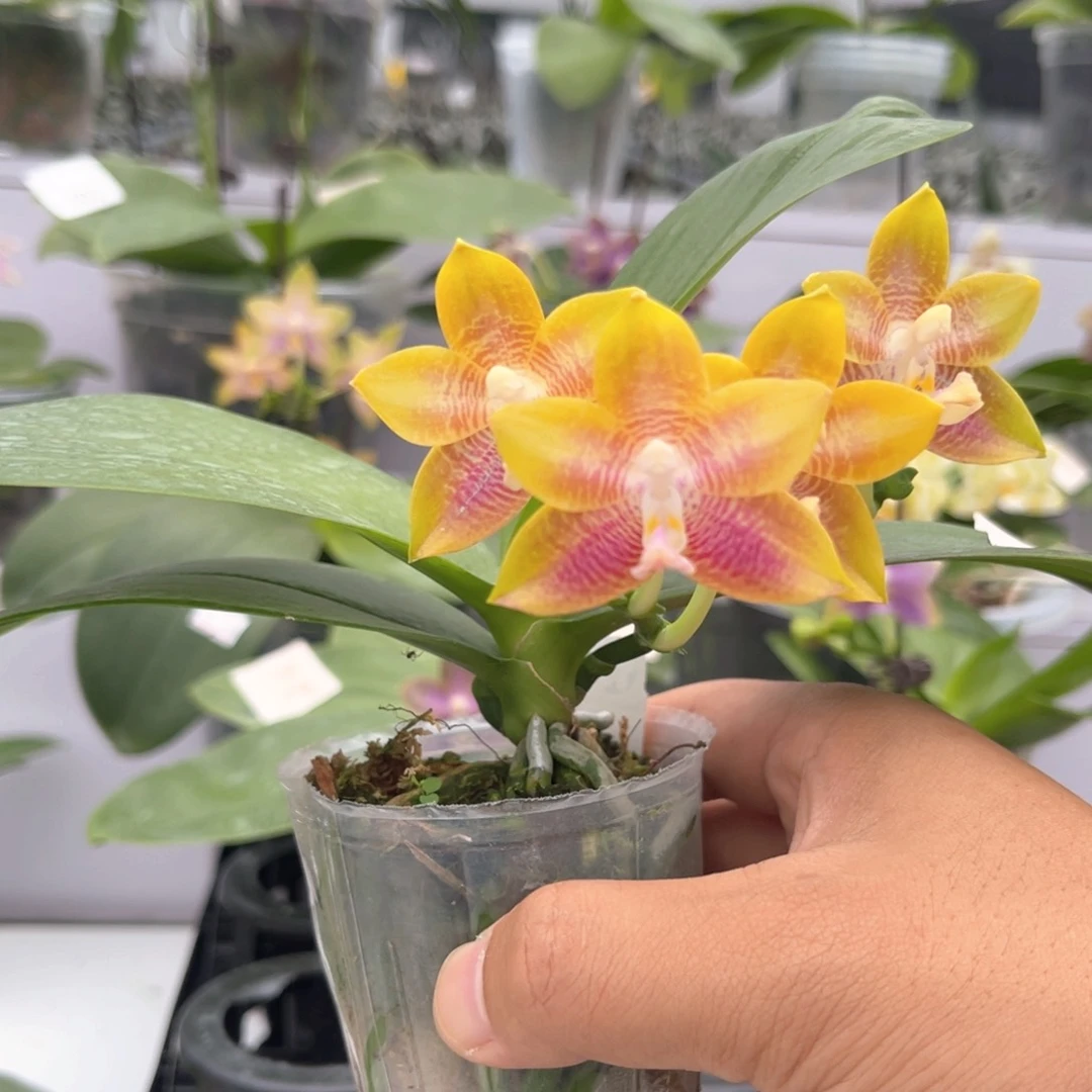 完全开放1523 弥陀amm207