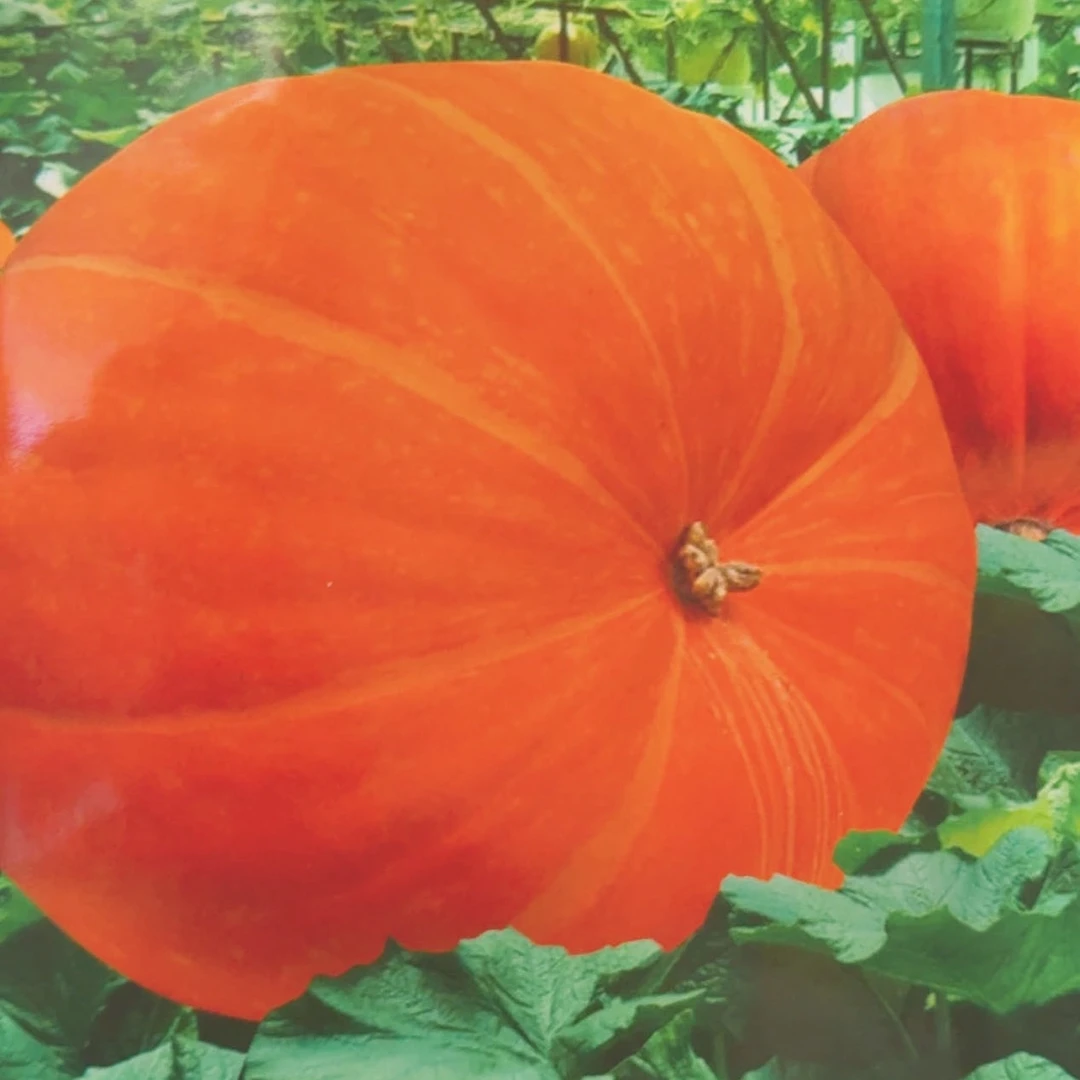 jj巨型南瓜籽今年新种今年新种